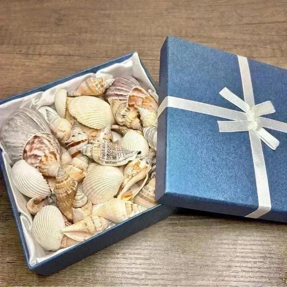 Gift Box of Assorted Sea Shells - Picture 1 of 3
